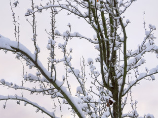 Frozen 1