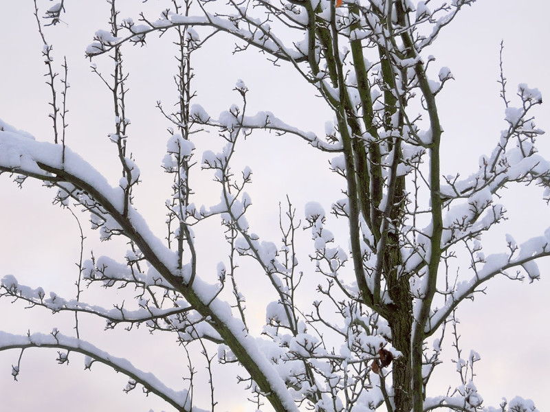Frozen 1
