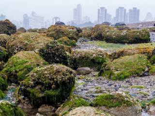 From the Shore