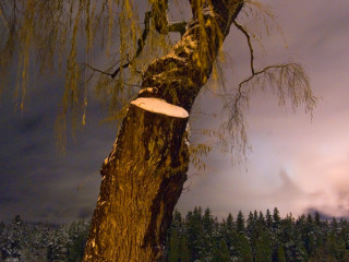 Bench at Winter’s Night