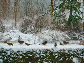 Birds Frolicking on Bridge