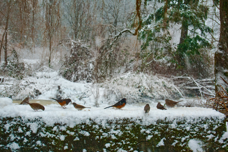 Birds Frolicking on Bridge