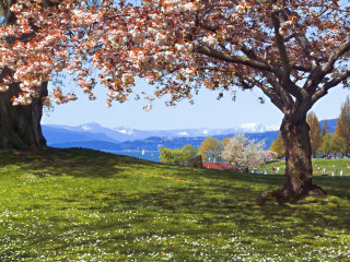 Cherry Blossoms
