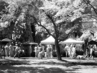 Summer Market