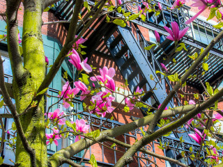 Magnolias and Stairs