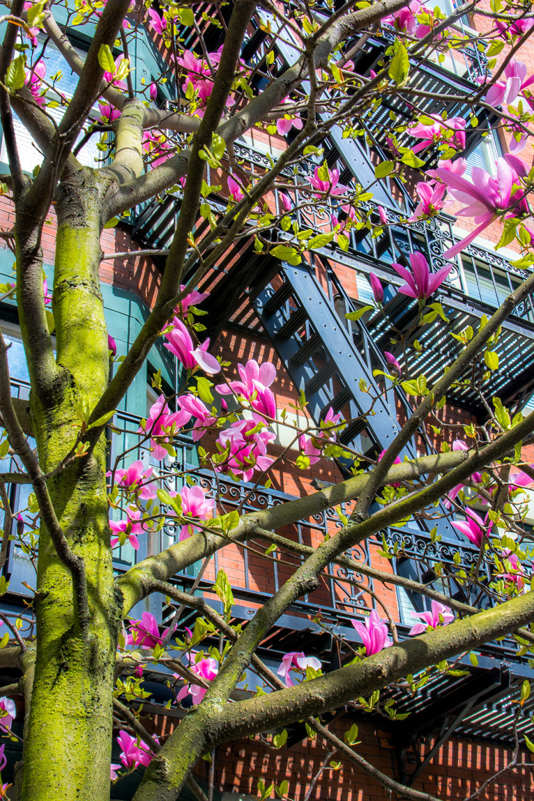Magnolias and Stairs
