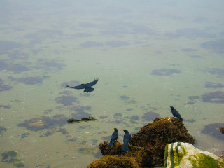 Birds of a Feather