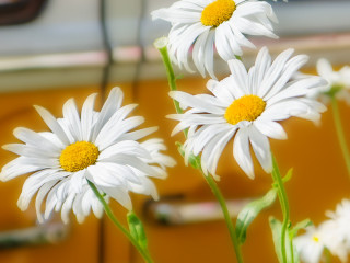 Daisies