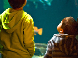 Aquarium Wonder