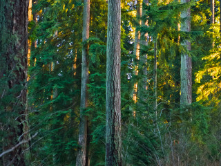 Stanley Park Stroll
