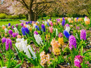 Carpet of Colour