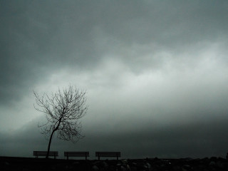 Lonely Tree