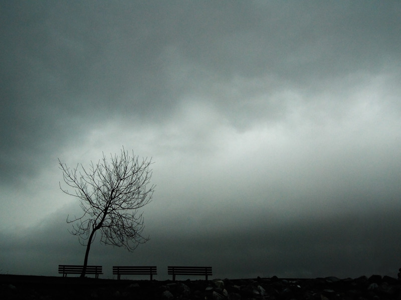 Lonely Tree