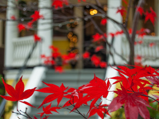 Maple Leaves
