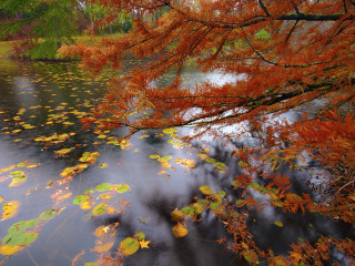 Van Dusen Fall Colours #2