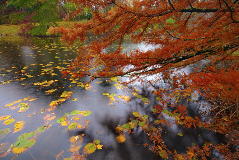 Van Dusen Fall Colours #2