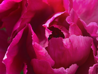 Pink Peony 2