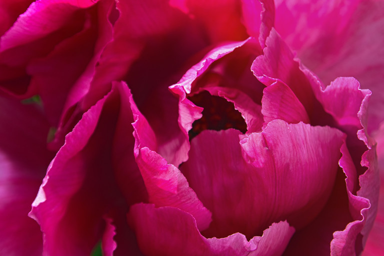 Pink Peony 2