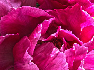 Pink Peony 1