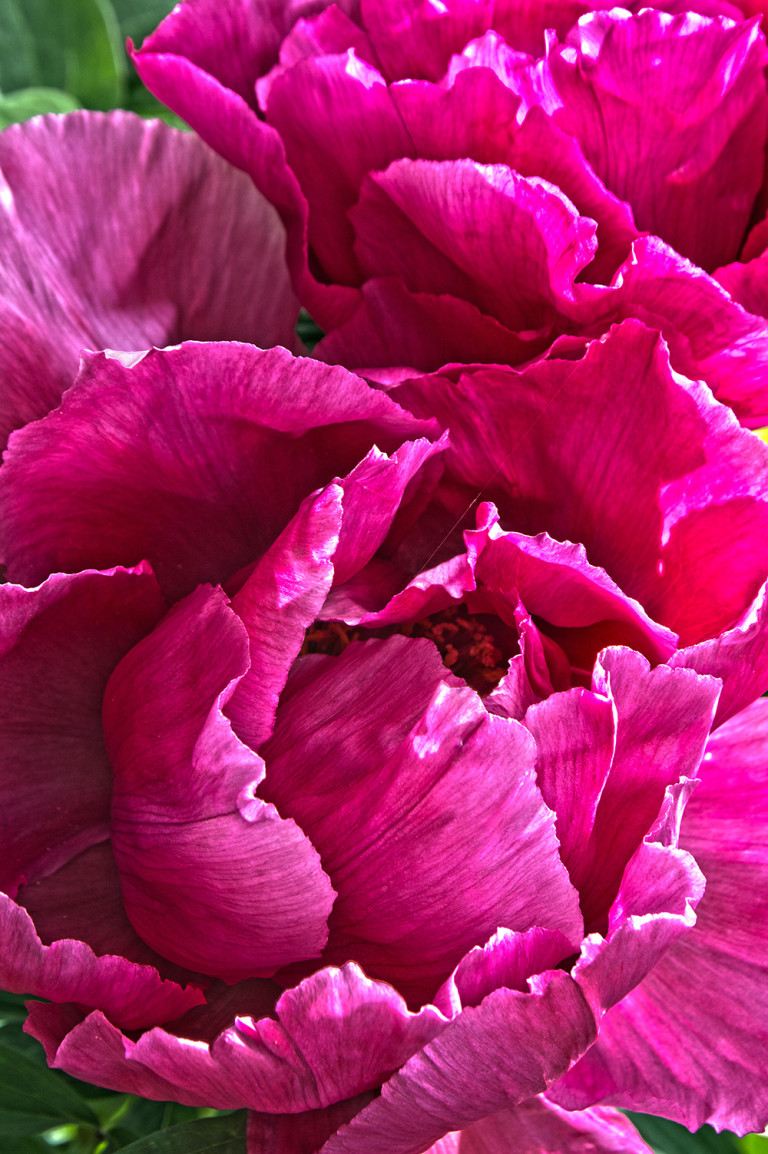Pink Peony 1