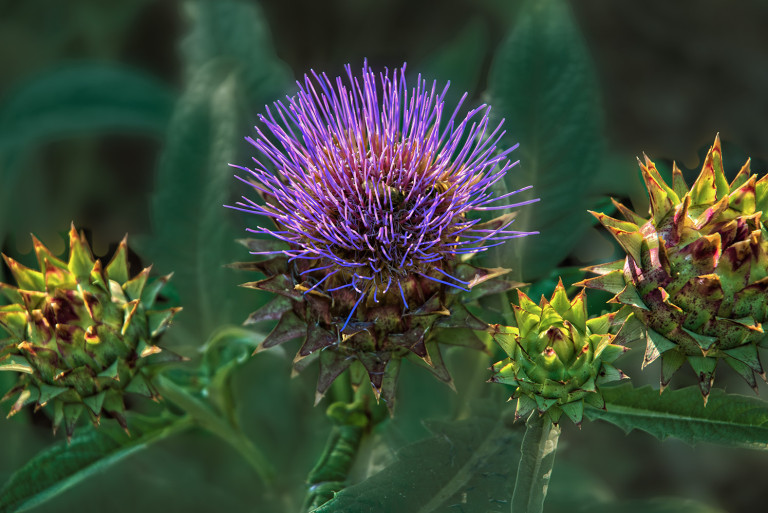 Purple Spikes