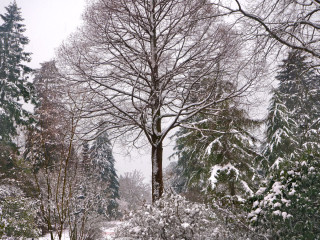 Tea Time in Winter