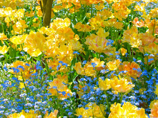 Tulip Glory 2