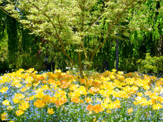 Tulip Glory