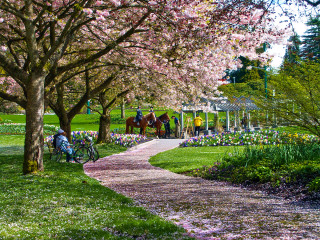 Under the Cherry Trees