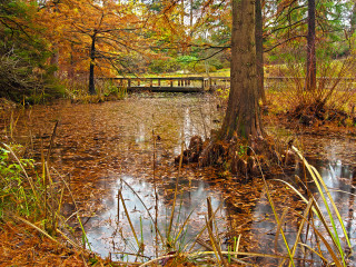 Van Dusen Fall Colours #1