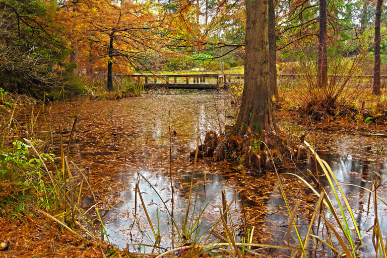 Van Dusen Fall Colours #1