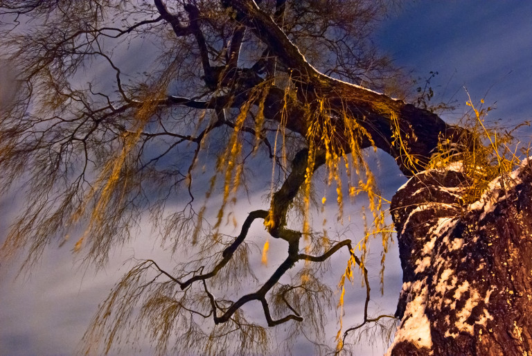 Willow at Winter’s Night