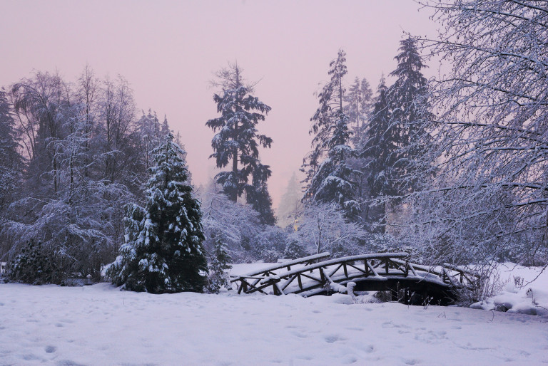 Dusk in Stanley Park #1