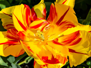 West End Flower