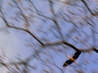 Flying High