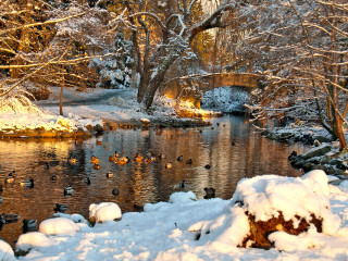 Stanley Park Sunset with Ducks