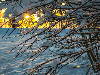 Sunset Peek a Boo in Stanley Park