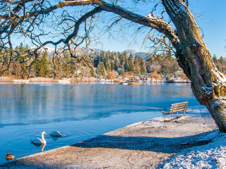 Swans at Lost Lagoon in Winter