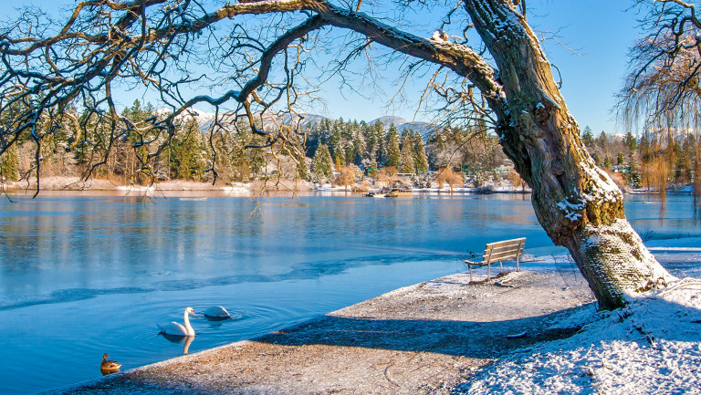 Swans at Lost Lagoon in Winter
